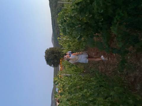 Person walking through a vineyard at dusk.