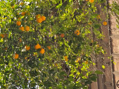 Orange tree with ripe fruit hanging, part of a detailed structure behind.