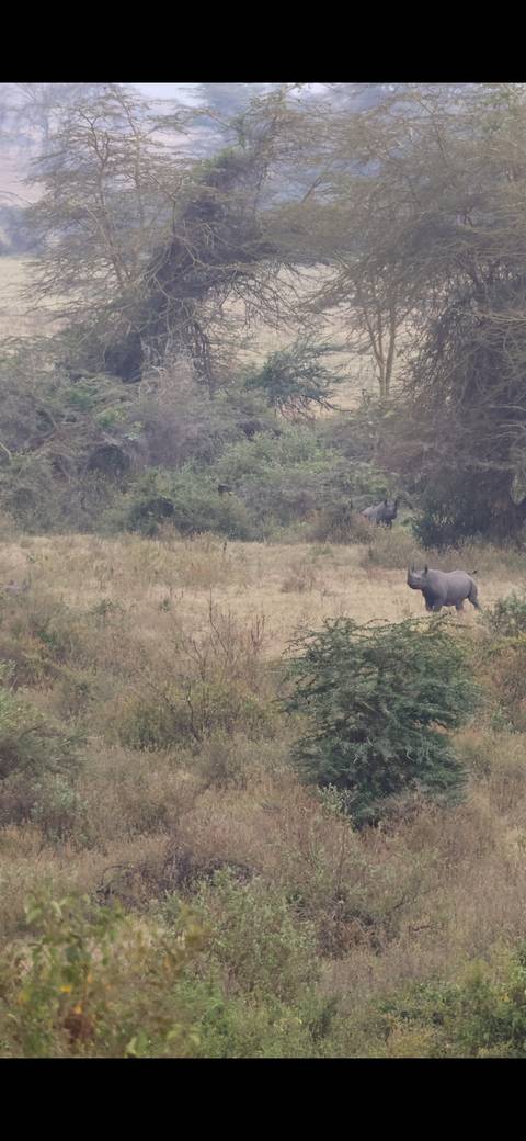 Rhinos grazing in a grassy field with dense vegetation.