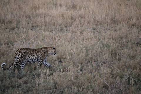 Leopard walking through dry grasslands.