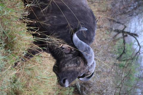 Buffalo standing in the grass with a bird on its back.
