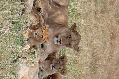 Lioness with cubs resting in the grass.