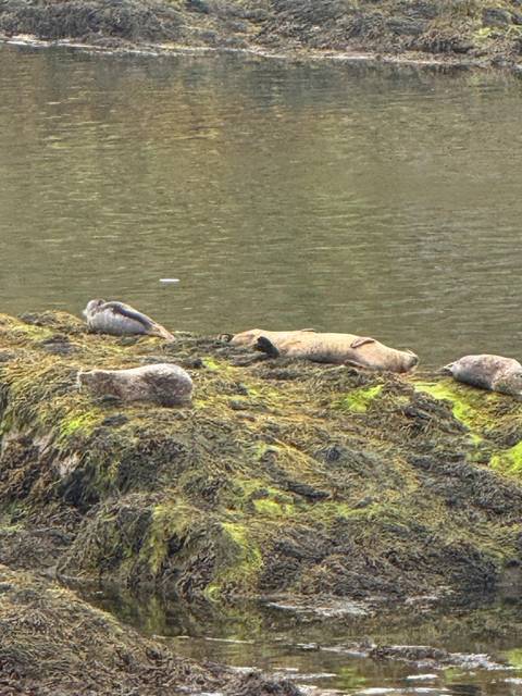 Seals resting on seaweed-covered rocks.