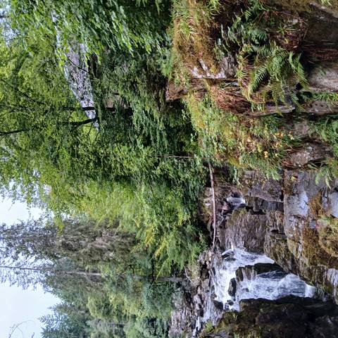 Dense forest with tall trees and a rocky stream.