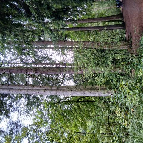Forest area with tall trees and dense foliage.