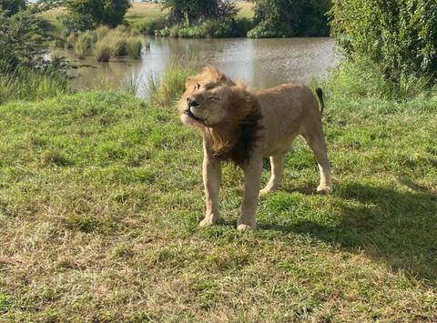Lion shaking its mane near a water body in grassland.