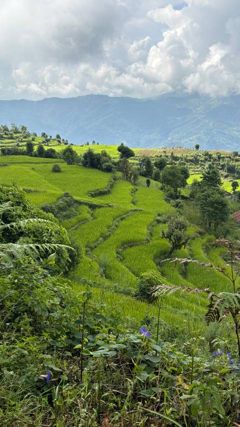 Green terraced fields in a rural area
