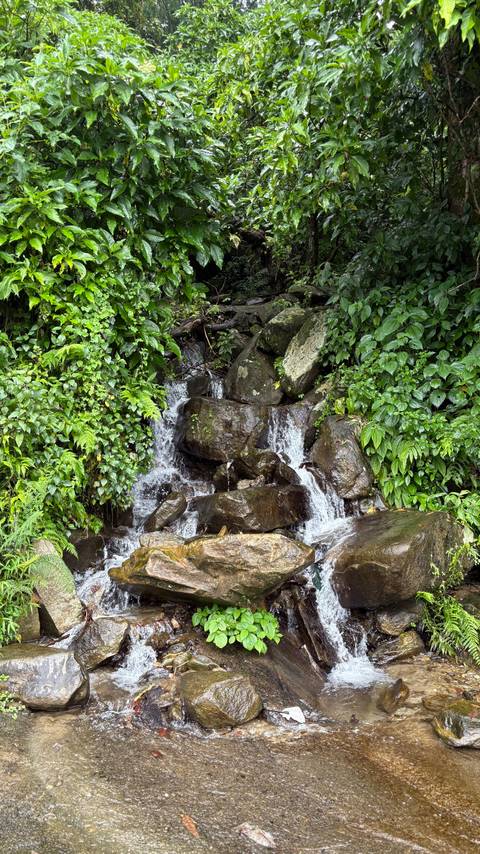 Small waterfall in a lush green forest