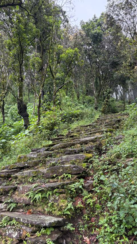 Moss covered steps leading uphill through the forest