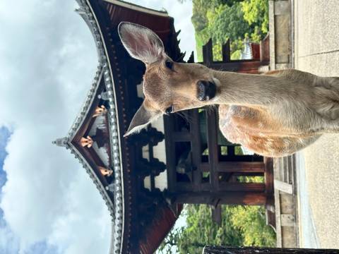 Deer standing in front of a traditional Japanese building.