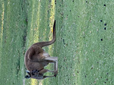 Kangaroo standing on the grass.