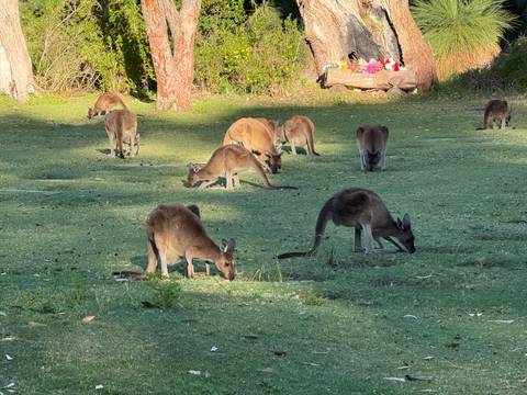 Group of kangaroos grazing in a field.
