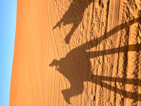 Silhouette of camels in the Sahara Desert at sunset.