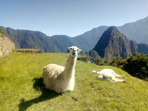 Llamas resting on a grassy hill with Machu Picchu mountains