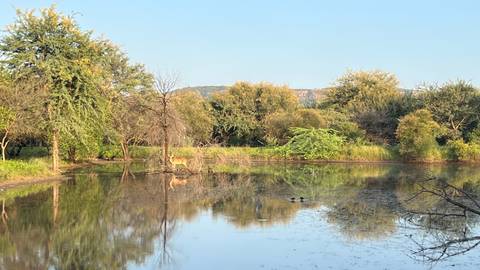 A serene lake with trees and a deer