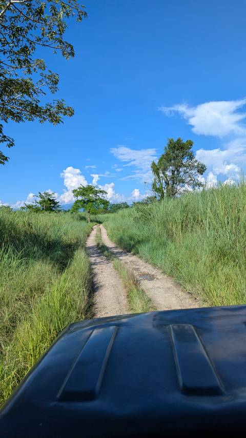 Dirt path through tall grass with a clear blue sky.