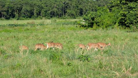 Group of deer grazing in a grassy field.