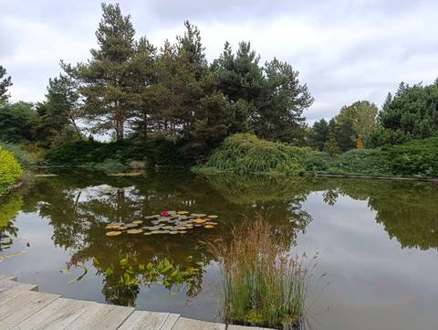 Pond with water lilies and trees surrounding it.