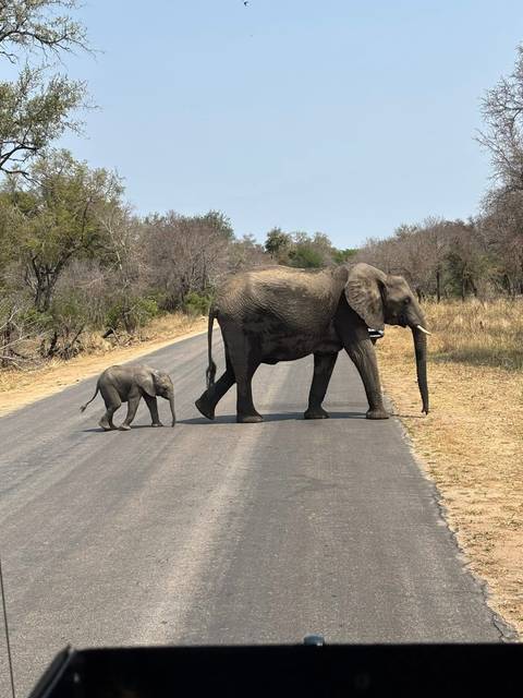 Elephant and calf crossing the road in a natural setting.