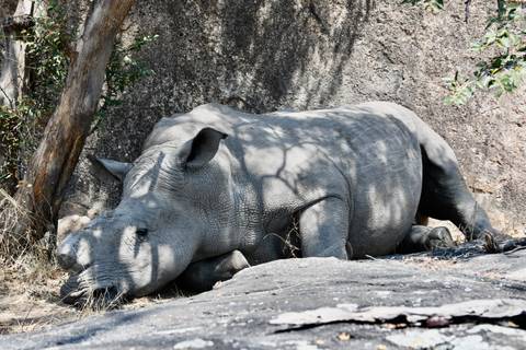 Rhino resting under a tree.