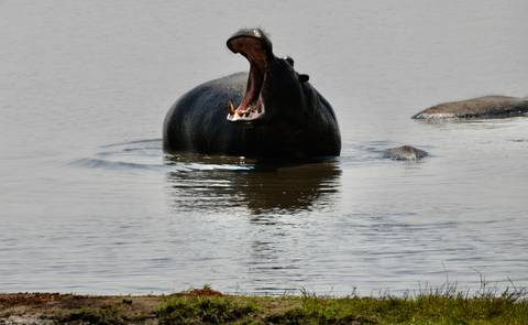 Hippo yawning in a water body.