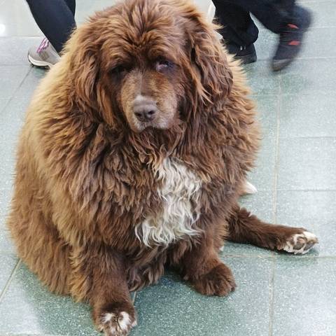 Close-up of a fluffy brown and white dog.