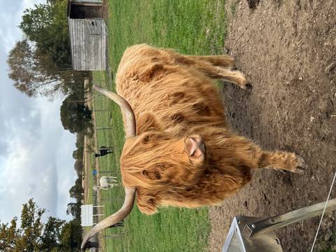 Highland cow in a field with other farm animals around.