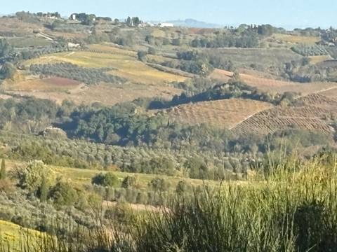 View of hilly terrain with vineyards and olive groves.