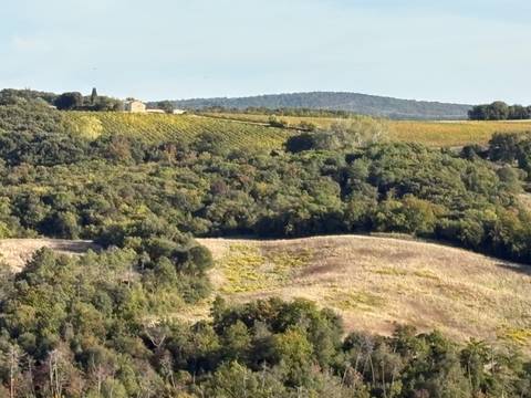 Countryside view with vineyards and green hills.