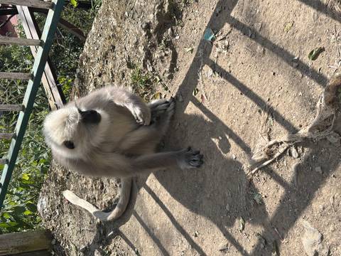 Monkey sitting on the ground with a rope