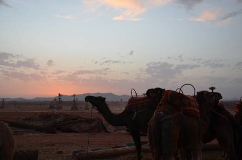 Camels silhouetted against a sunset in a desert landscape.
