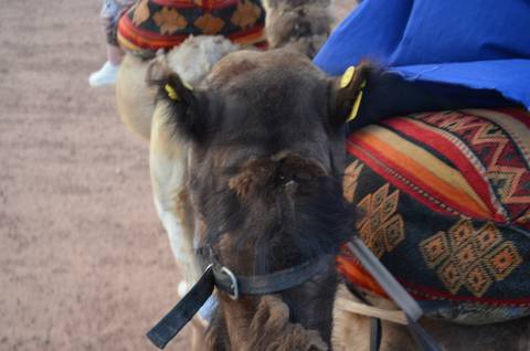 Close-up of a camel's face with colorful saddle blanket.