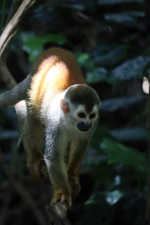 Close-up of a monkey on a branch.