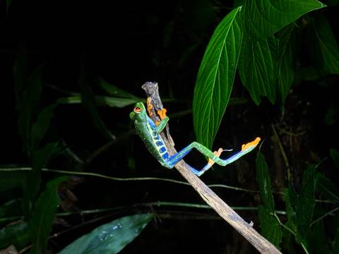 Colorful frog on a branch at night.