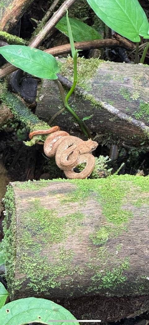 A snake coiled on a mossy branch in a forest.