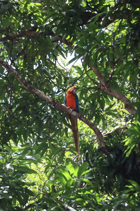 A colorful parrot perched on a tree branch surrounded by green foliage.
