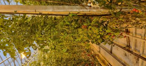 Interior of a greenhouse with tomato plants.
