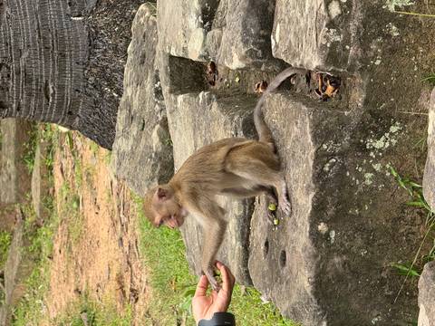 Monkey sitting on stone ruins with a human hand extending towards it