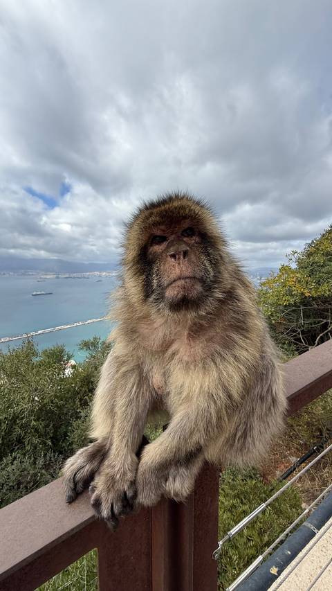 Close-up of a monkey with a coastal view in the background.