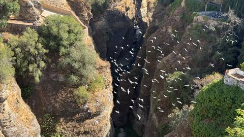 Rocky gorge with birds flying over it, surrounded by trees.