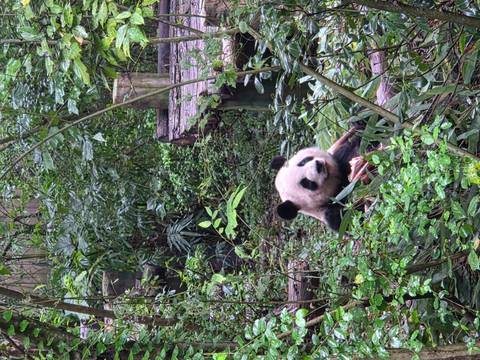A giant panda eating bamboo in a lush green setting.