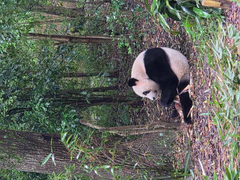 A panda sitting and eating bamboo in a lush green forest.