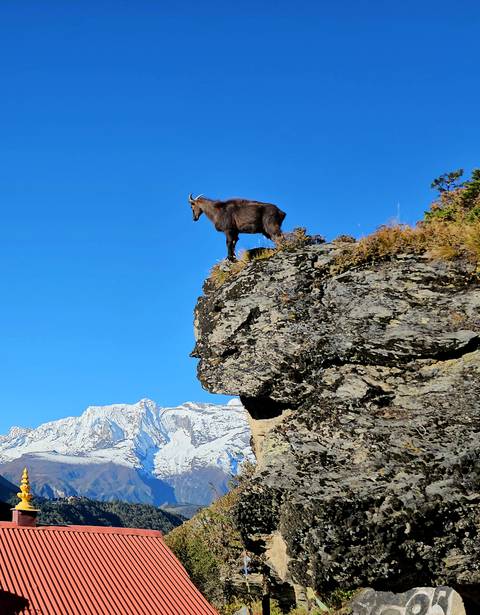 Mountain goat standing on a cliff with snowy peaks in the background.