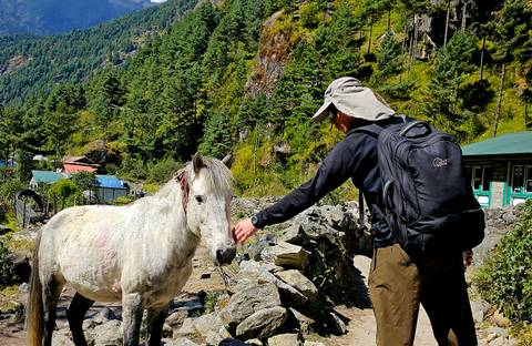Person feeding a white horse on a rocky path, surrounded by greenery.