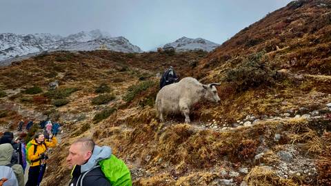 People trekking with a yak on a mountainous path.