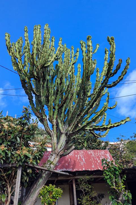 Close-up of a large cactus plant with a blue sky.