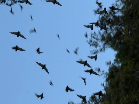 Blurred image of bats flying in the sky.