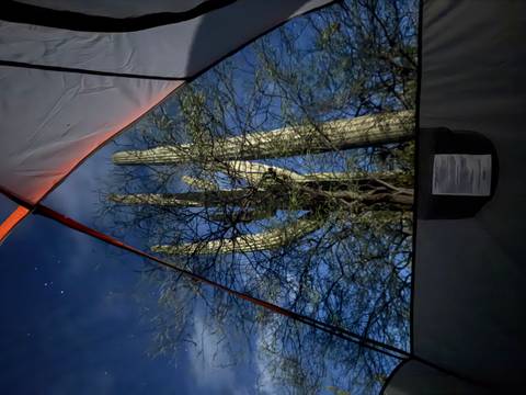 Cactus visible through a tent under a night sky.