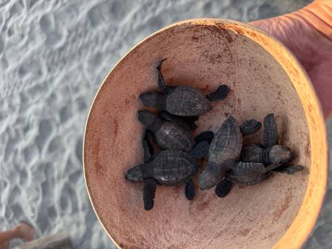 Small turtles in a bowl by the beach.