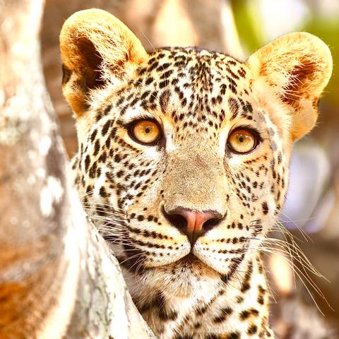 Close-up of a leopard with bright eyes.